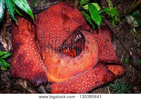 Rafflesia Flower Blossoming