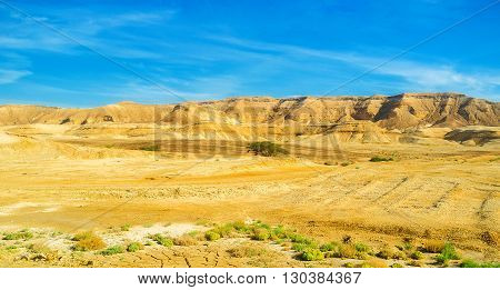 The poor vegetation of Negev desert the hot and dry region of Israel.