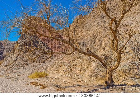 The spreading camel thorn tree in the desert Eilat mountains in Masiv Nature Reserve Israel.