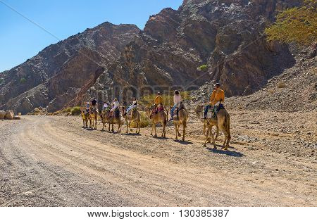 EILAT ISRAEL - FEBRUARY 24 2016: The Masiv Eilat Nature Reserve is the best place to get the camel riding experience on February 24 in Eilat.