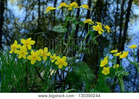 The morning dew yellow spring flowers globe flower