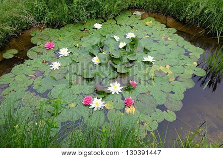 AALEN, GERMANY - JUNE 08: Beautiful Waterlily on pound in park in Aalen, Germany on June 08, 2015