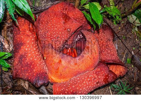 Rafflesia Flower Blossoming