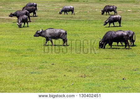 Buffalo Grazing Next To The River Strymon Spring In Northern Greece.