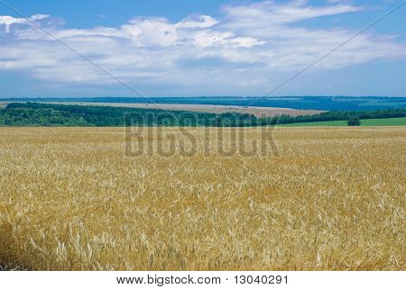 Letní krajina