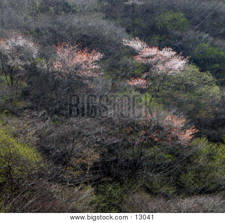 Spring Forest