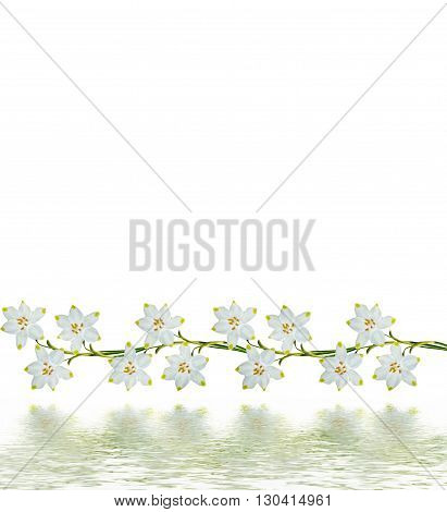 spring flowers snowdrops isolated on white background. Delicate flower