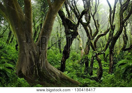 Tropical jungle in Thailand with twisted trees