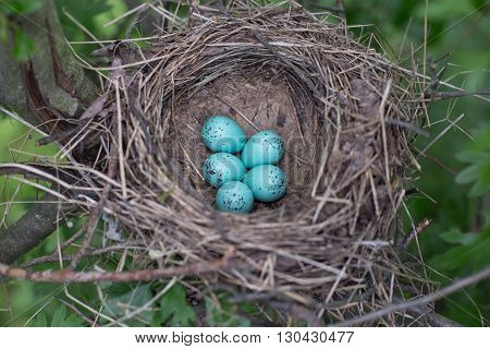 Bird's nest in their natural habitat in the summer.