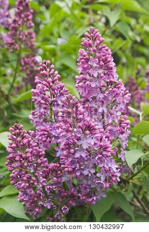 flowers, green, red,  pink, white, young, grass,   blue sky,
,green leaves over green background,lilac,