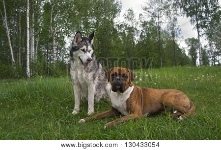 several dogs outdoors,Breed of a dog boxer and malamute, Dog dog, Brown, Tiger strips,color white with gray and black,the wood,lies on a grass,