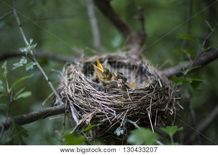 Bird's Nest With Chicks In A Tree.