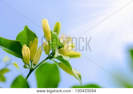 Water drops on white flowers and pollen of Murraya paniculata or Orange Jessamine under bright sunlight on blue sky background
