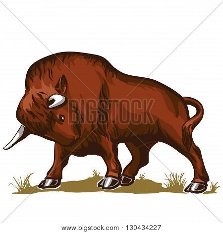 buffalo in an attack posture standing on the grass