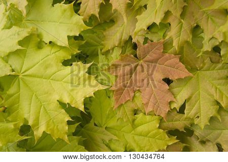 maple leaves,young green leaves of trees on thin branches, the wood, the nature, yellow and
red leaves,