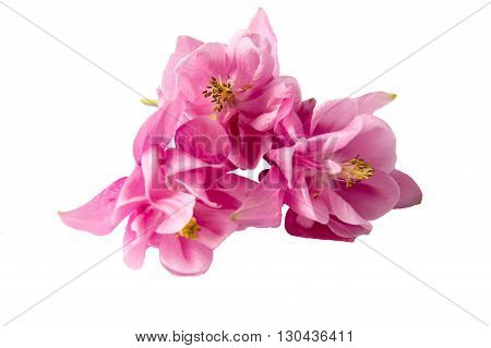 Beautiful pink flowers Aquilegia with thin stems on an isolated white background