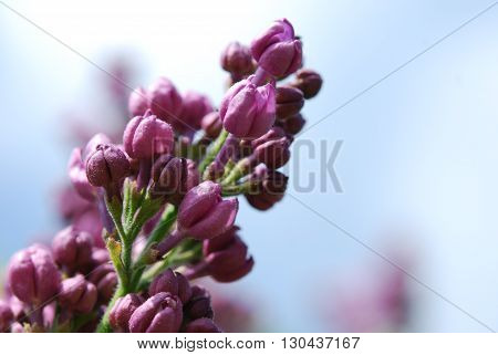 Lilac buds in spring with the sky in the background