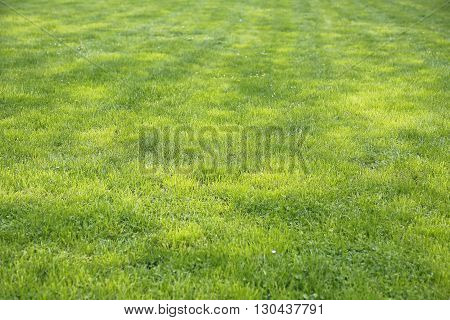 Natural green grass spring shorn lawn background