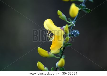 Flowers of a German Greenweed bush Genista germanica