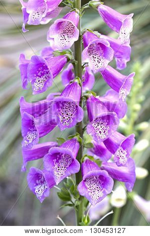 Digitalis purpurea (foxglove) flowers details closeup. This species belongs to the Scrophulariaceae family