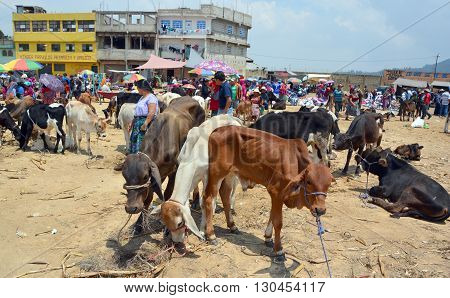 QUETZALTENANGO GUATEMALA APRIL 28 2016 : People sale young bulls and veals Quetzaltenango maket. This native market is the most colorful in Central America