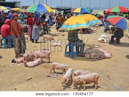 QUETZALTENANGO GUATEMALA APRIL 28 2016 : People sale pigs in Quetzaltenango maket. This native market is the most colorful in Central America