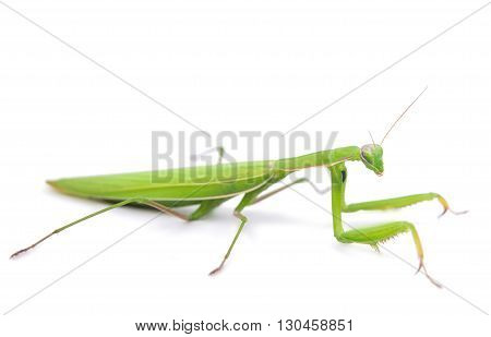 Female European Mantis or Praying Mantis Mantis religiosa in front of white background