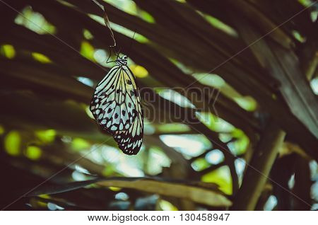 Butterfly perched on palm leaf, wings are hanging down  some light bokeh on background