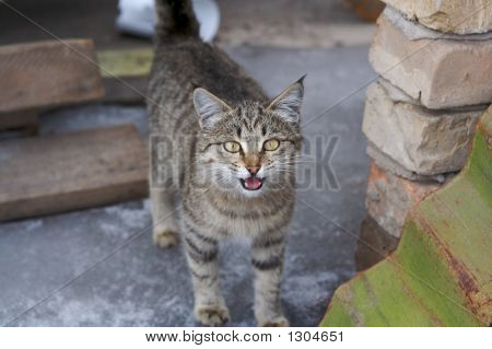 Caty