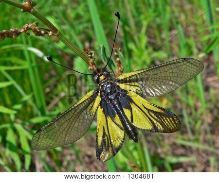 Insetto Neuropterous (Ascalafidi)