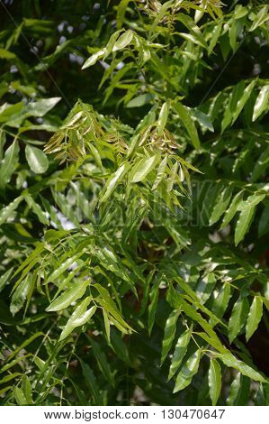 Neem plan tree in garden , Azadirachta indica