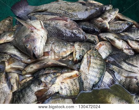 close up raw Oreochromis niloticus fish for cooking