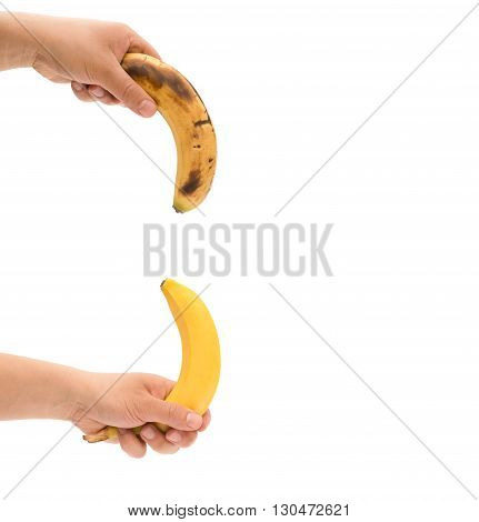 left hands holding a fresh banana up and a over-ripe one down like mens penis as potency concept with clipping path