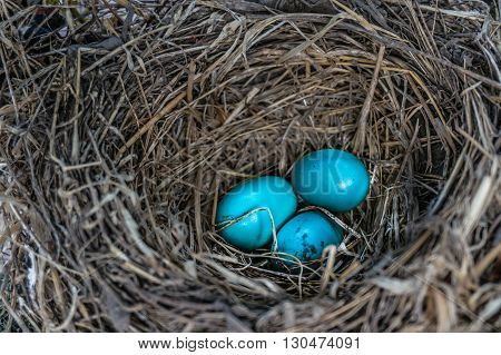 Bird's nest with blue eggs nestled in a grapevine