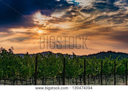 Napa Valley sunrise in the vineyard during harvest