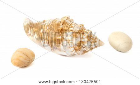 sea shell with stones on a white background
