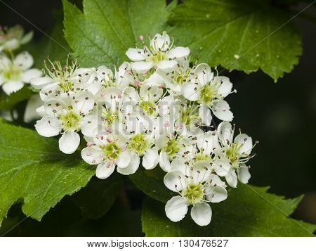 Blossoming hawthorn or maythorn Crataegus flowers and leaves close-up selective focus shallow DOF