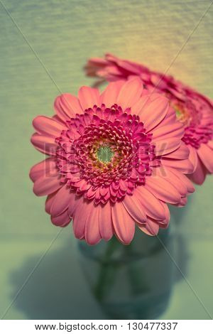 pink gerbera in water in glass .