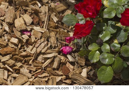 Mulch for roses and plants. Gardening stock foto