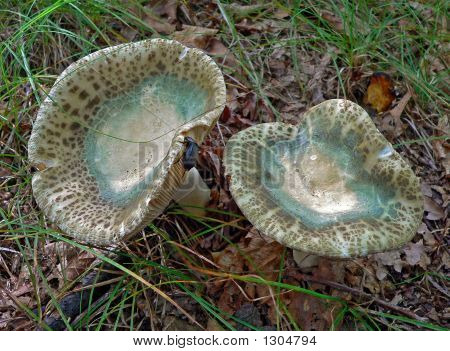 녹색 Russules (Russula Aeruginea), 버섯