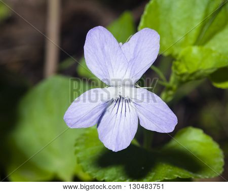 Heath dog-violet Viola canina Flower with defocused background macro selective focus shallow DOF
