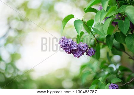 Branch Of Lilac Flowers With The Leaves.