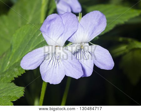 Heath dog-violet Viola canina Flowers with defocused background macro selective focus shallow DOF