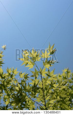 Green Maple Leaves nature nature park seasons