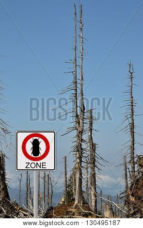 Colorful and crisp image of bark beetle zone at mount Rachel