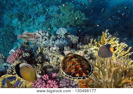 Close up of a giant turtle in the sea red sea Red Sea