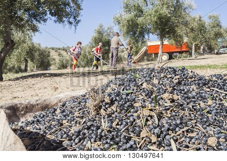 Jaen Spain - January 2008 23: Farmer during the campaign of olive in a field of olive trees farmer accumulating olives with a rake take in Jaen Spain