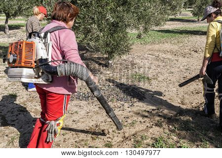 Jaen Spain - January 2008 23: Women farmers during the campaign of harvesting of olives take in Jaen Spain