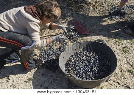 Jaen Spain - January 2008 23: Woman farmer of knees on the ground during the olive harvest campaign check lot of olives in basket take in Jaen Spain