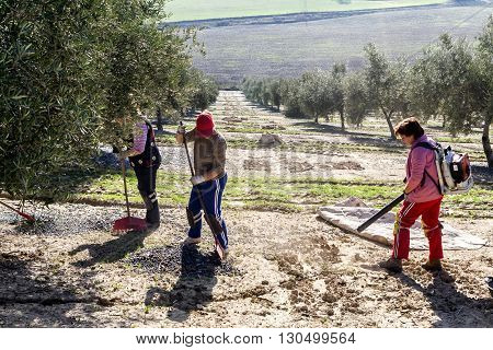 Jaen Spain - January 2008 23: Agricultural women during the olive compilation campaign glass-blowers handle machines to accumulate the fruit in heaps take in Jaen Spain